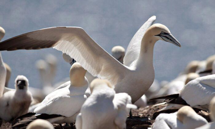 Strain of Highly Pathogenic Avian Influenza Kills Thousands of Birds in Quebec