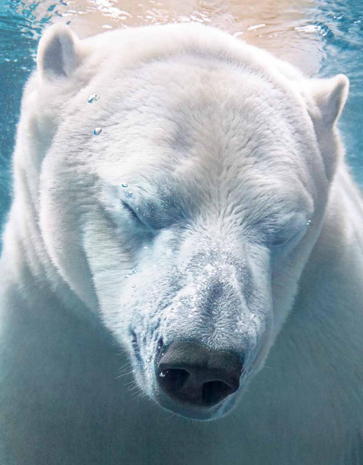 A polar bear swimming. (Courtesy of <a href="https://timflach.com/">Tim Flach</a>)