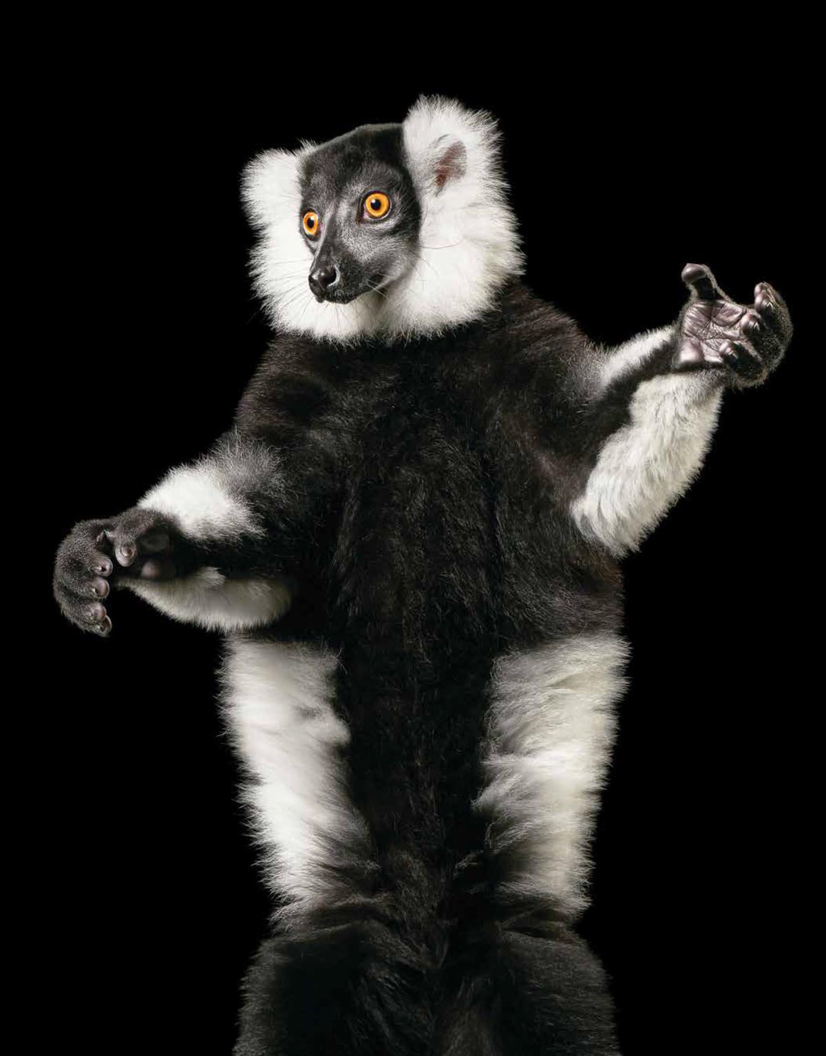 A black-and-white ruffed lemur. (Courtesy of <a href="https://timflach.com/">Tim Flach</a>)