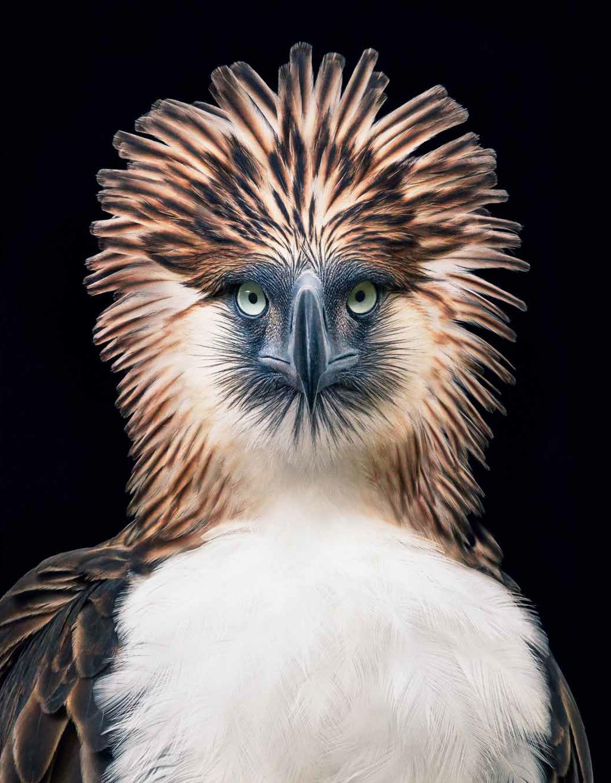 A Philippine eagle. (Courtesy of <a href="https://timflach.com/">Tim Flach</a>)