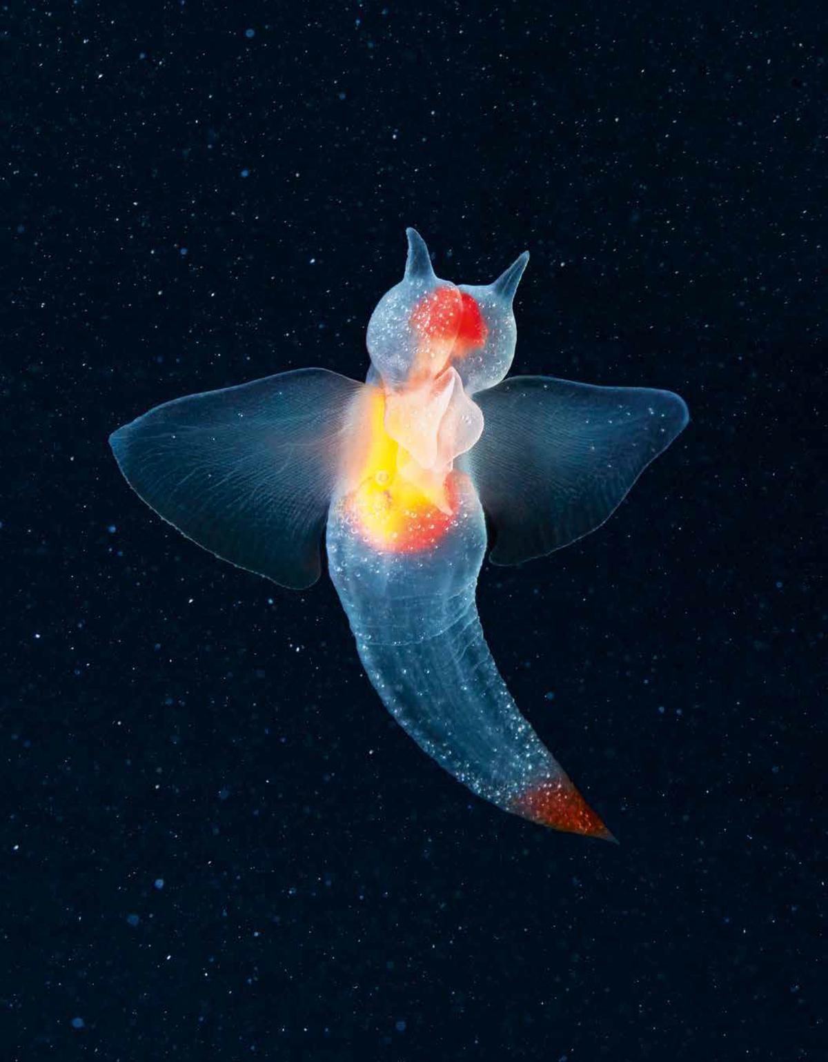 Close-up of a sea angel. (Courtesy of <a href="https://timflach.com/">Tim Flach</a>)
