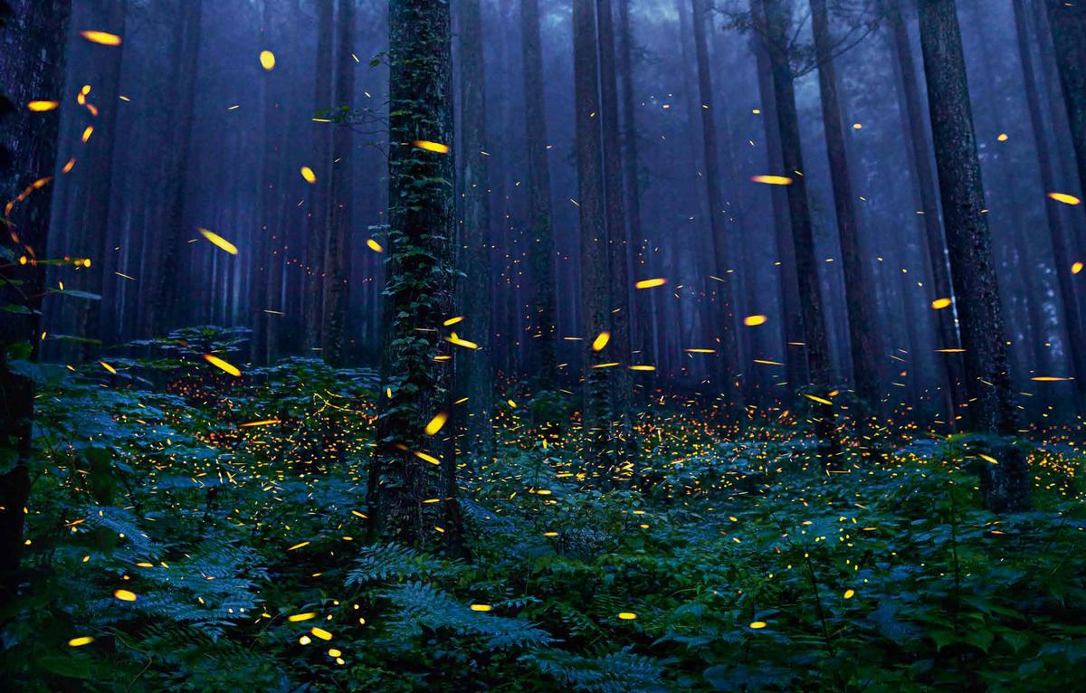 A swarm of fireflies. (Courtesy of <a href="https://timflach.com/">Tim Flach</a>)