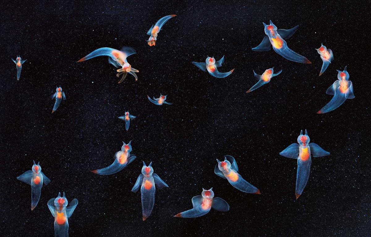 Several sea angels. (Courtesy of <a href="https://timflach.com/">Tim Flach</a>)
