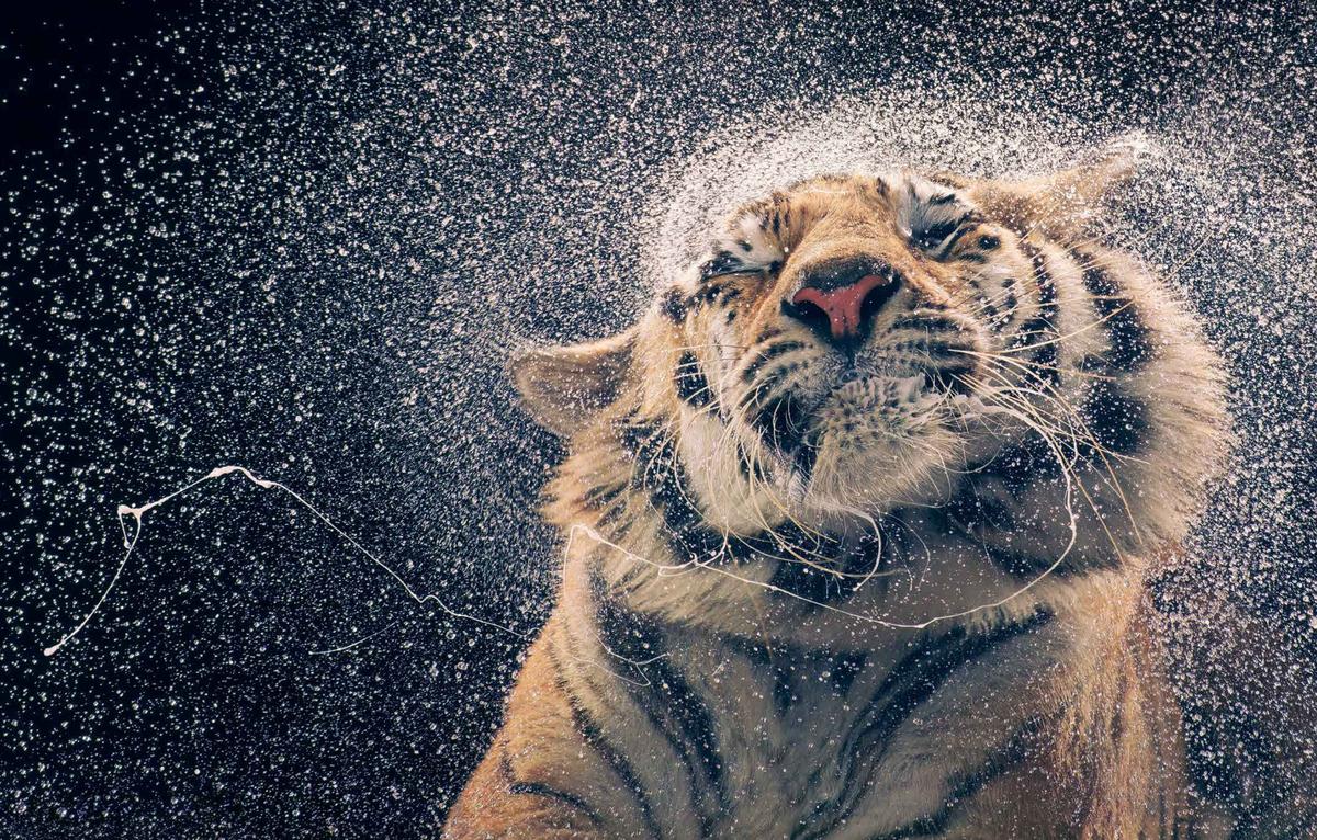 A wet Bengal tiger. (Courtesy of <a href="https://timflach.com/">Tim Flach</a>)