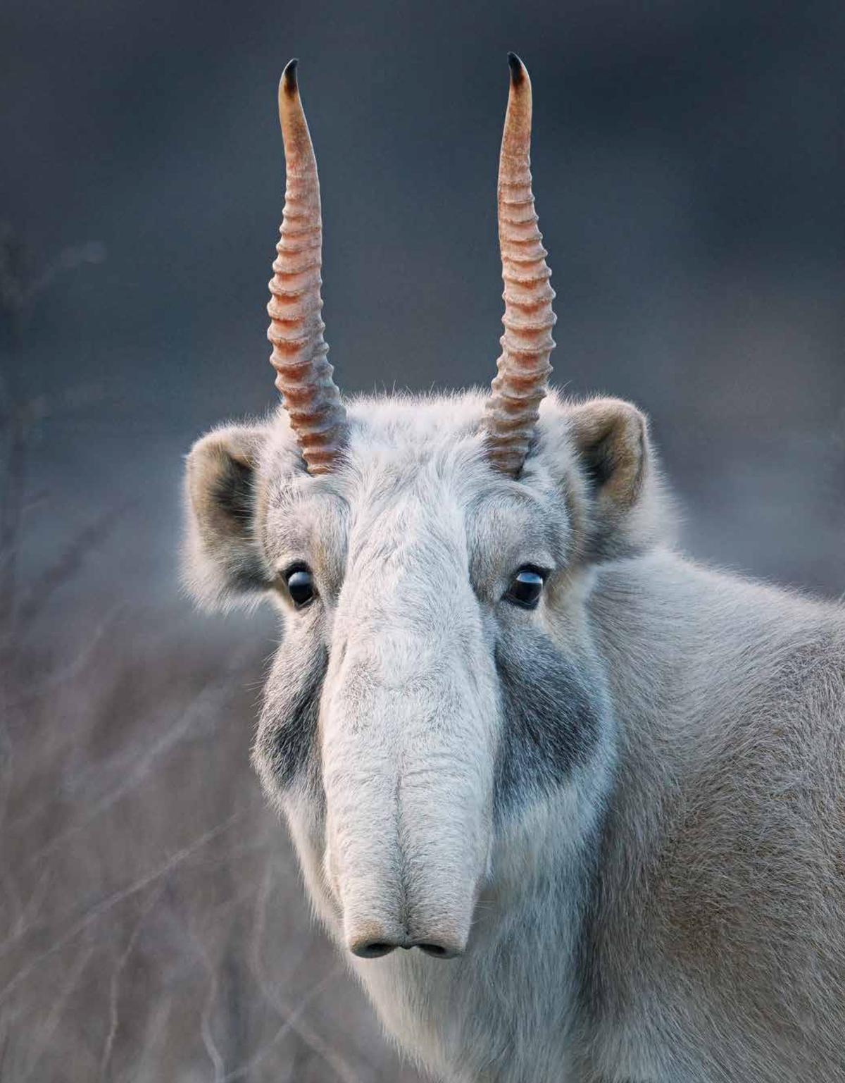 A saiga antelope in Russia. (Courtesy of <a href="https://timflach.com/">Tim Flach</a>)