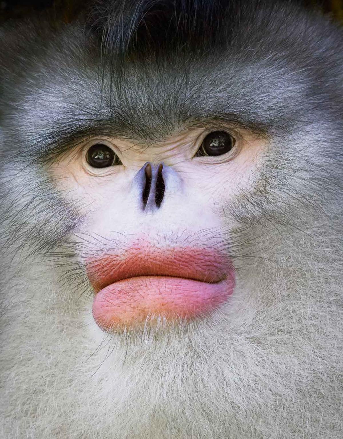Close-up of a Yunnan snub-nosed monkey. (Courtesy of <a href="https://timflach.com/">Tim Flach</a>)