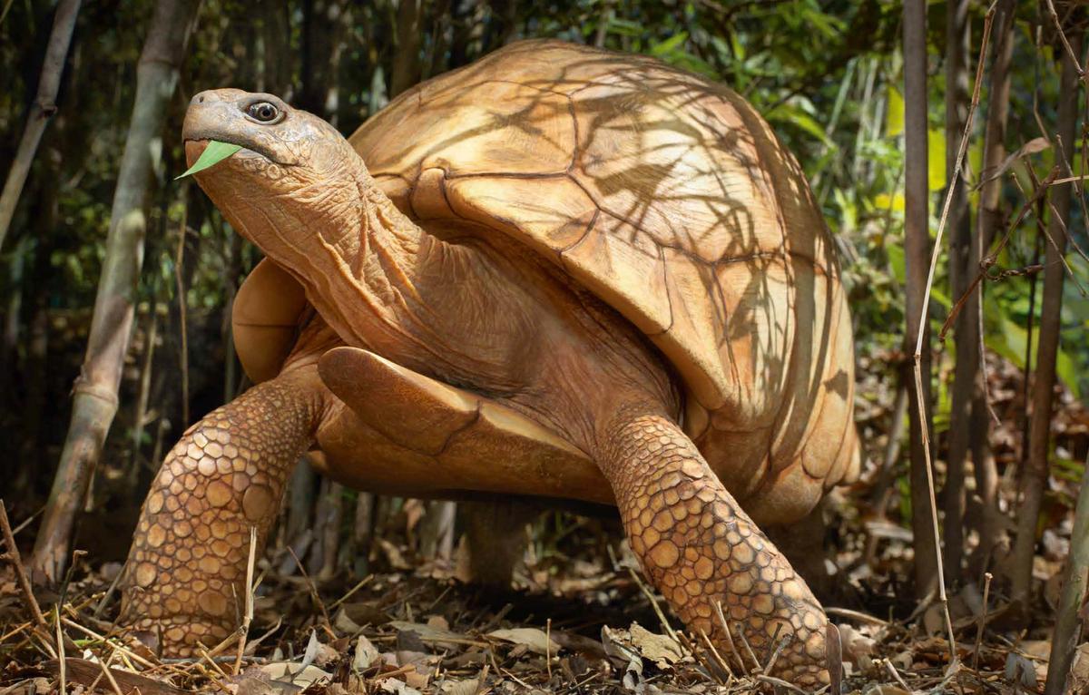 A ploughshare tortoise. (Courtesy of <a href="https://timflach.com/">Tim Flach</a>)
