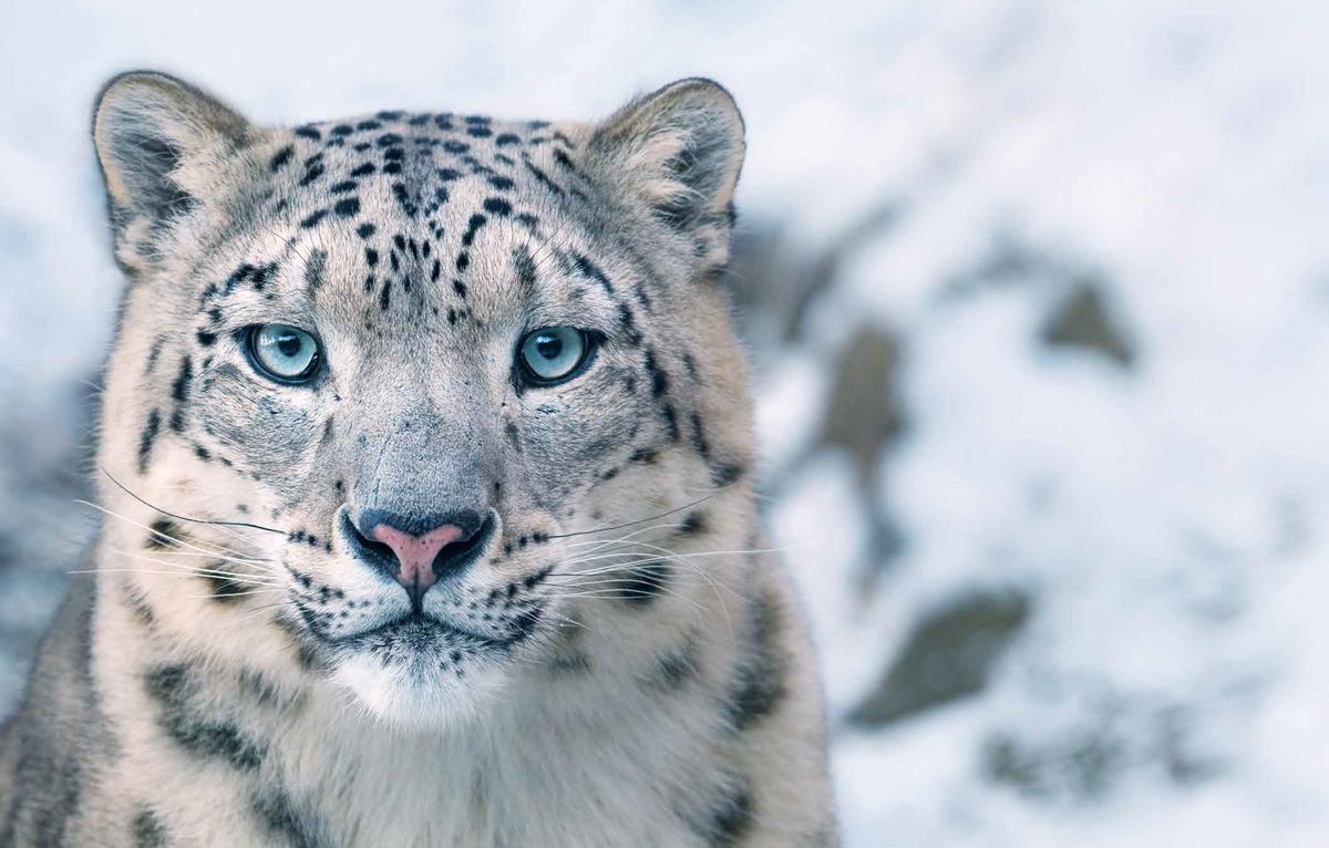 A snow leopard. (Courtesy of <a href="https://timflach.com/">Tim Flach</a>)