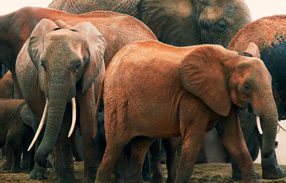 African elephants. (Courtesy of <a href="https://timflach.com/">Tim Flach</a>)