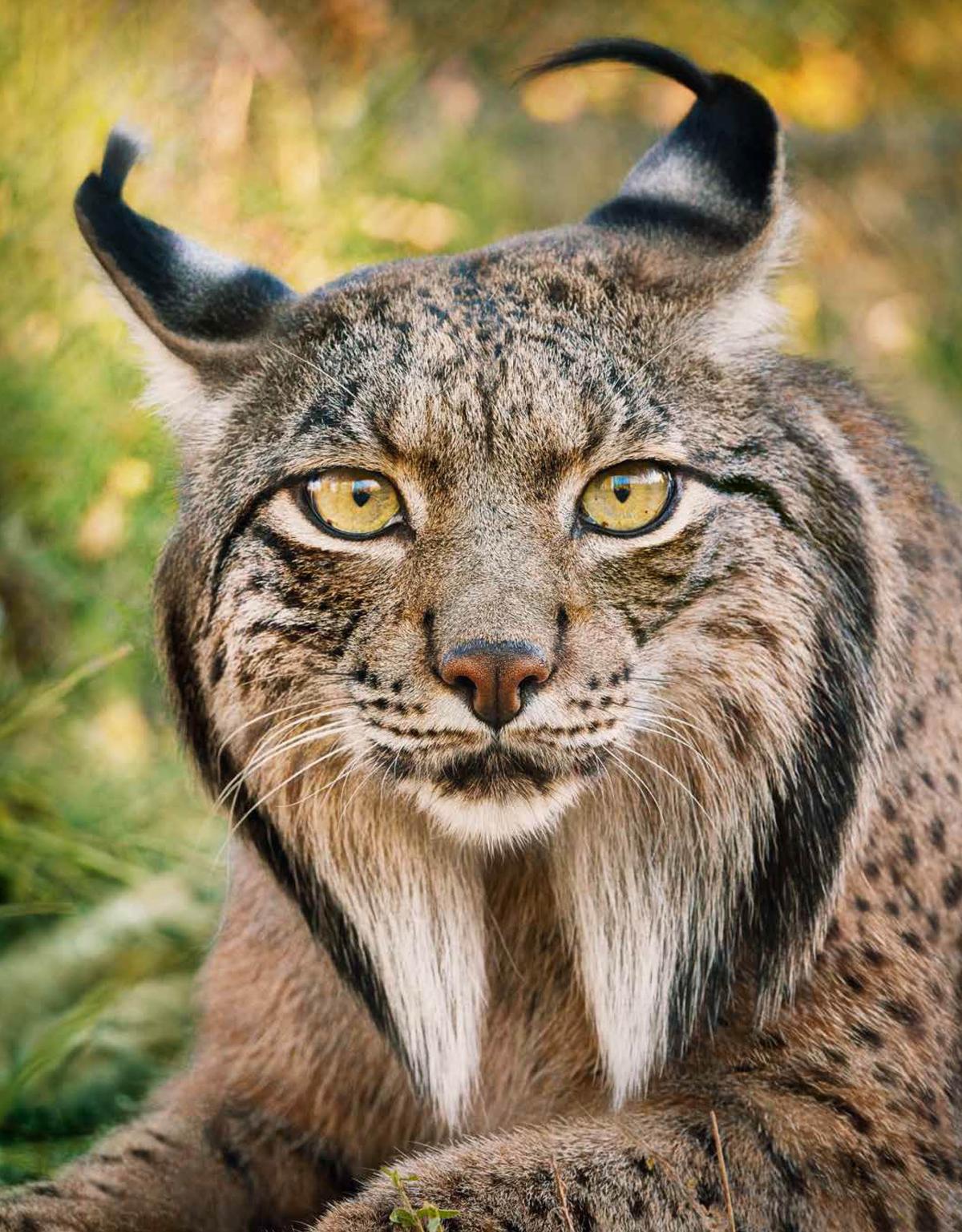 An Iberian lynx. (Courtesy of <a href="https://timflach.com/">Tim Flach</a>)
