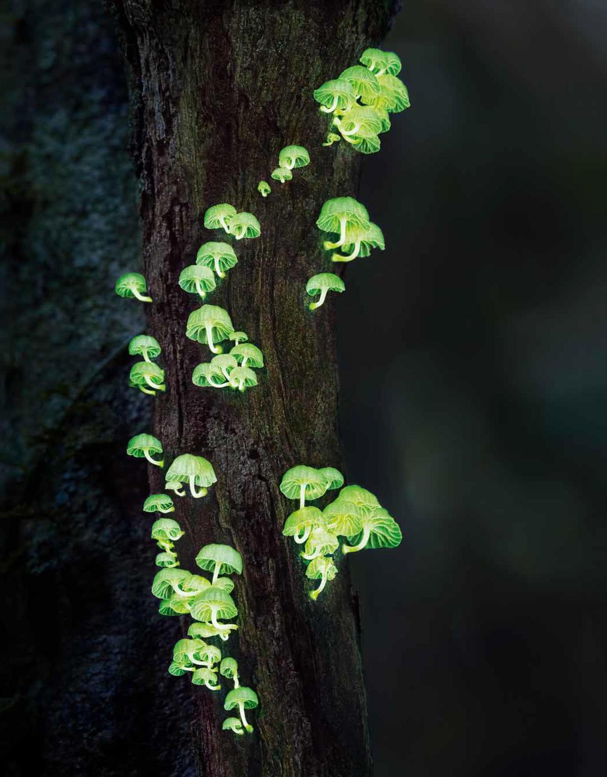 Forest light mushrooms. (Courtesy of <a href="https://timflach.com/">Tim Flach</a>)