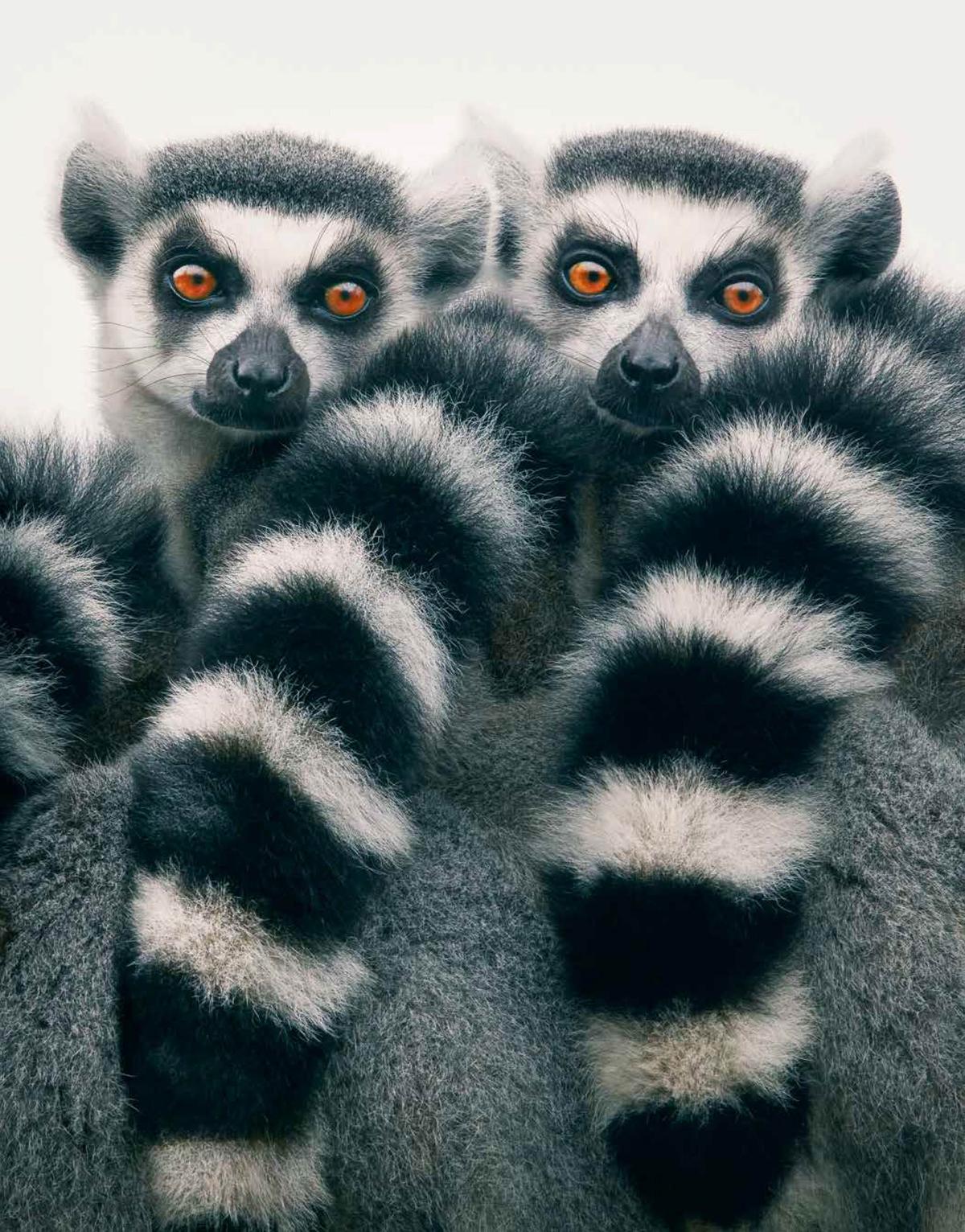 A pair of ring-tailed lemurs. (Courtesy of <a href="https://timflach.com/">Tim Flach</a>)