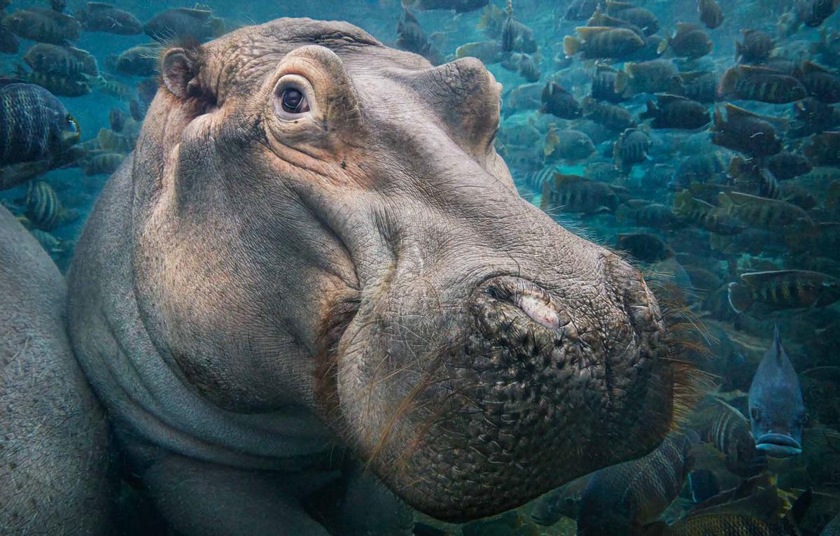 A hippopotamus. (Courtesy of <a href="https://timflach.com/">Tim Flach</a>)