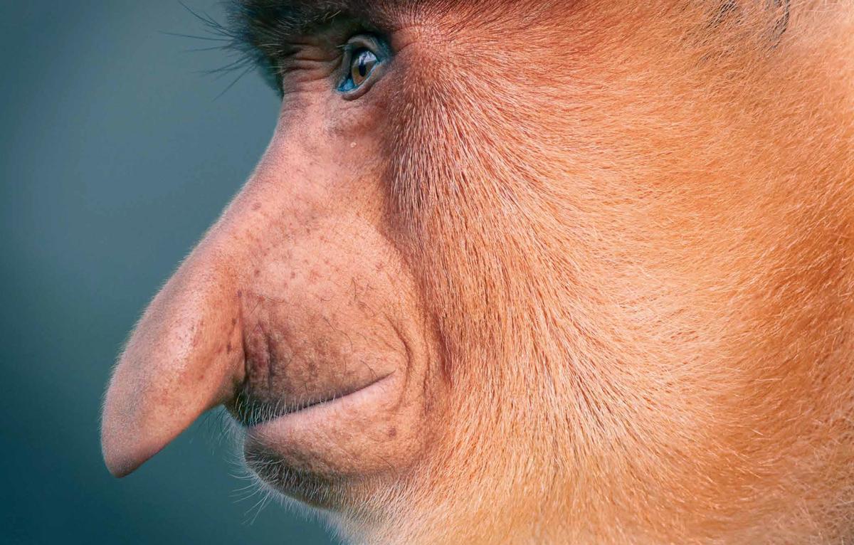 A proboscis monkey. (Courtesy of <a href="https://timflach.com/">Tim Flach</a>)