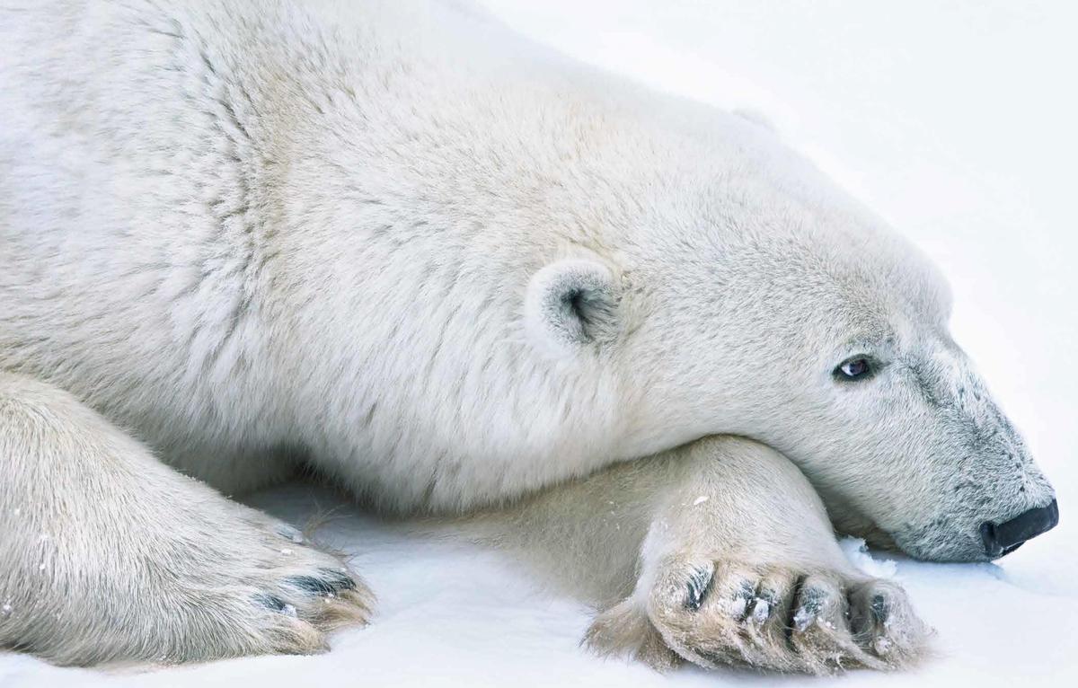 A polar bear resting. (Courtesy of <a href="https://timflach.com/">Tim Flach</a>)
