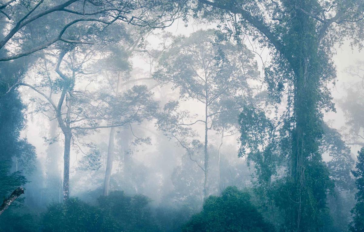 Danum Valley Conservation Area in Sabah, Borneo. (Courtesy of <a href="https://timflach.com/">Tim Flach</a>)