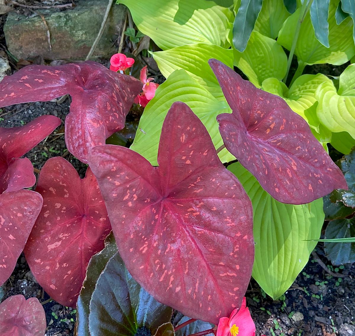 Heart to Heart Burning Heart caladiums, new this year, create a dazzling contrast of foliage color with the chartreuse leaves of Shadowland Coast to Coast hosta. (Norman Winter/TNS)