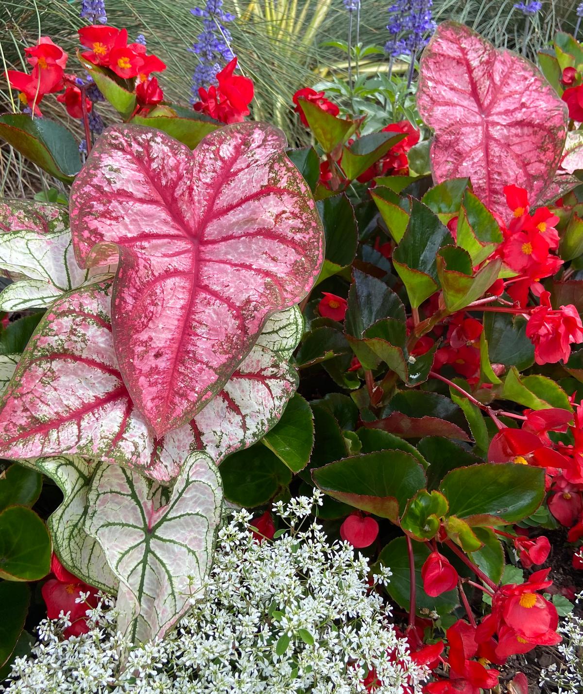 Begonias and Torenia will complete the project. Heart to Heart Caladiums turn the usual into extraordinary with their color and tropical texture. (Norman Winter/TNS)