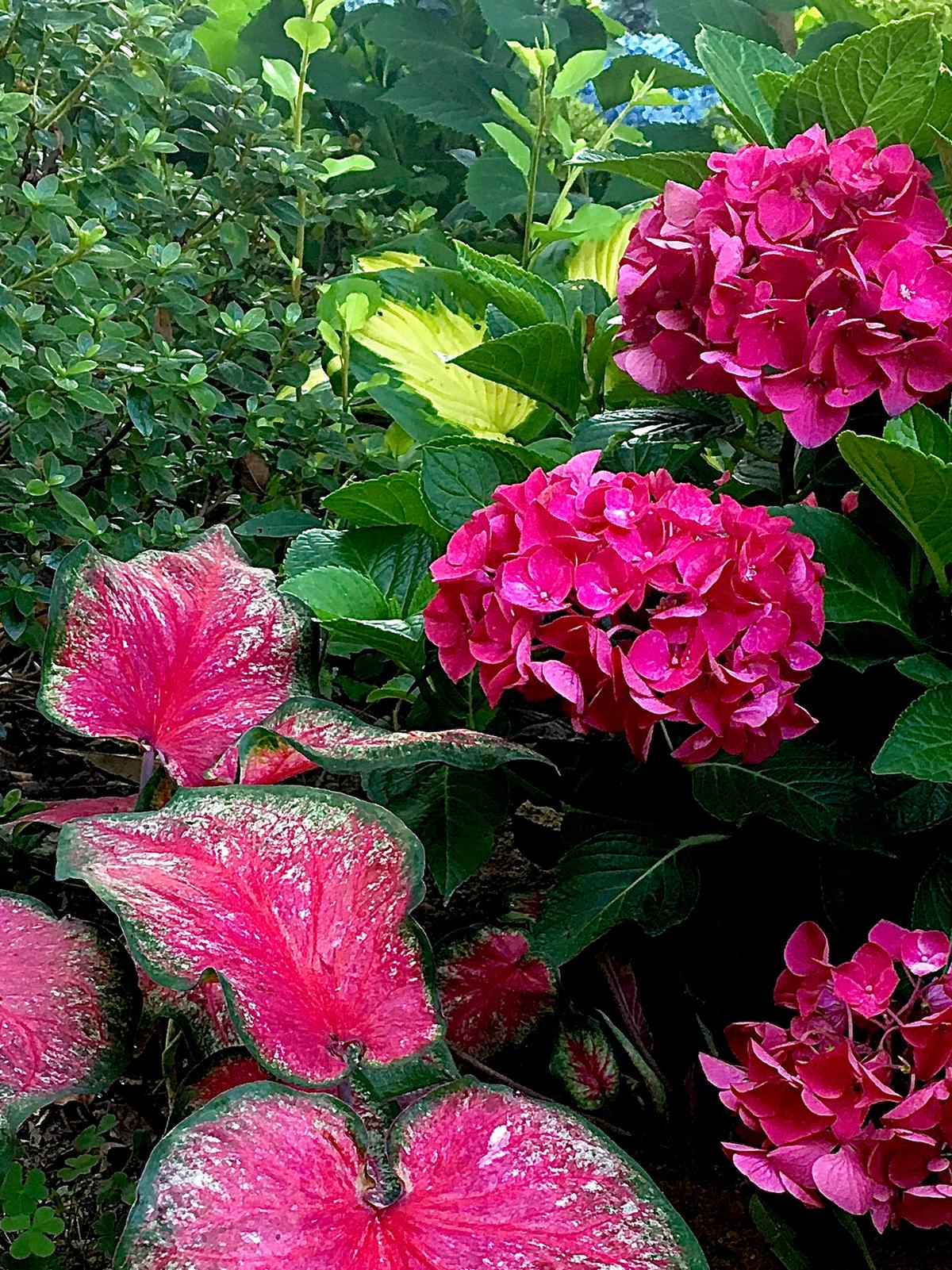Heart to Heat Tickle Me Pink caladium and Wee Bit Giddy hydrangea made the perfect marriage at The Garden Guy’s house. (Norman Winter/TNS)