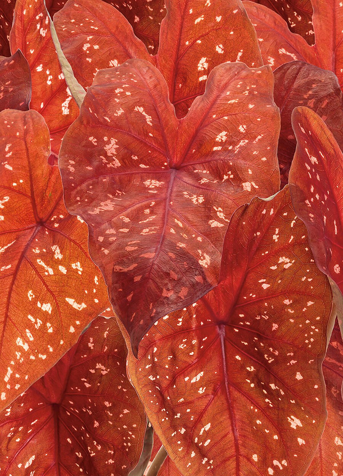 Let Heart to Heart Caladiums Create the Unexpected in Your Garden