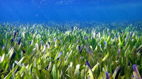 The seagrass Posidonia australis. (Photograph, Rachel Austin/Supplied to The Epoch Times by UWA)
