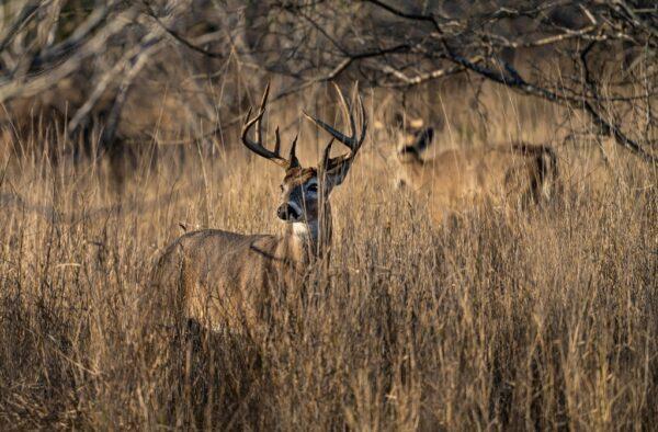 White-tailed deer featured in the documentary "Deep in the Heart." (Fin and Fur Films)