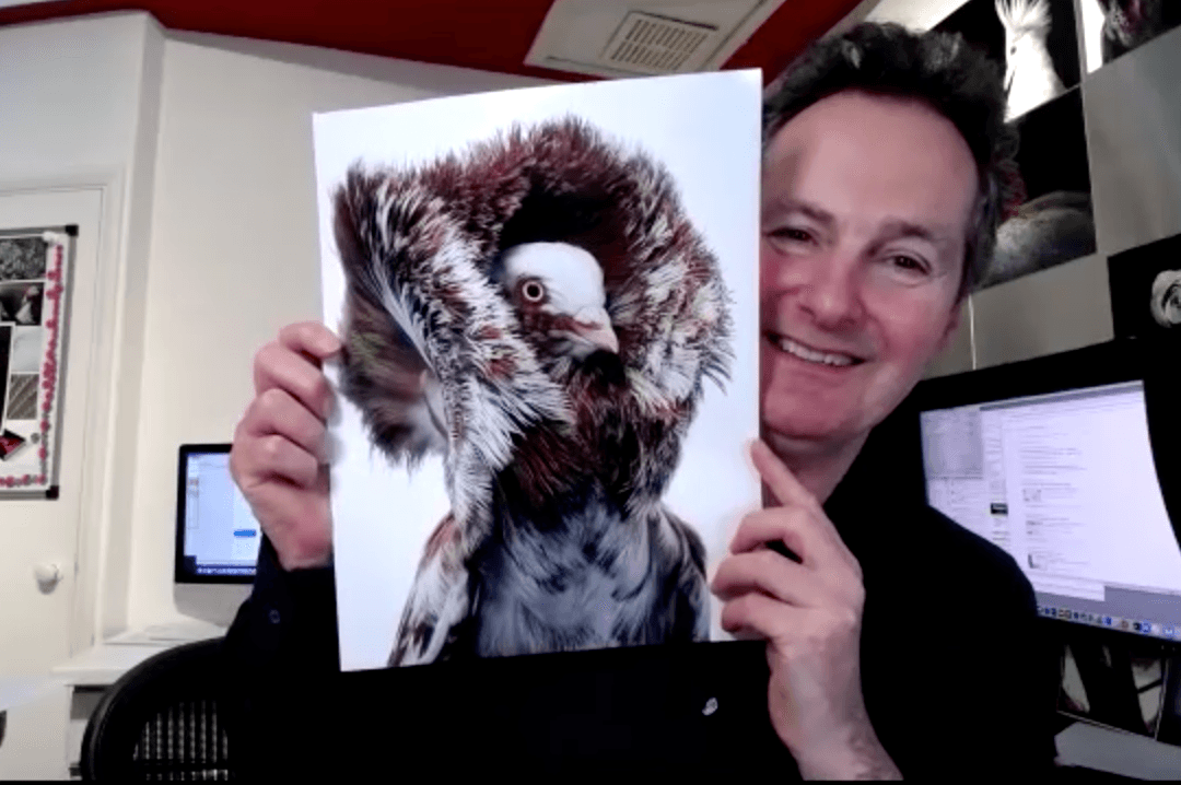 Tim Flach shows off a photo of Jacobian Pigeon. (Courtesy of <a href="https://timflach.com/">Tim Flach</a>)
