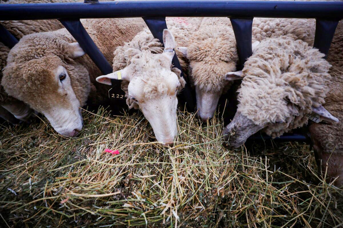 US Sheep Herders Sue Employers for Cartel-Like Wage Suppression
