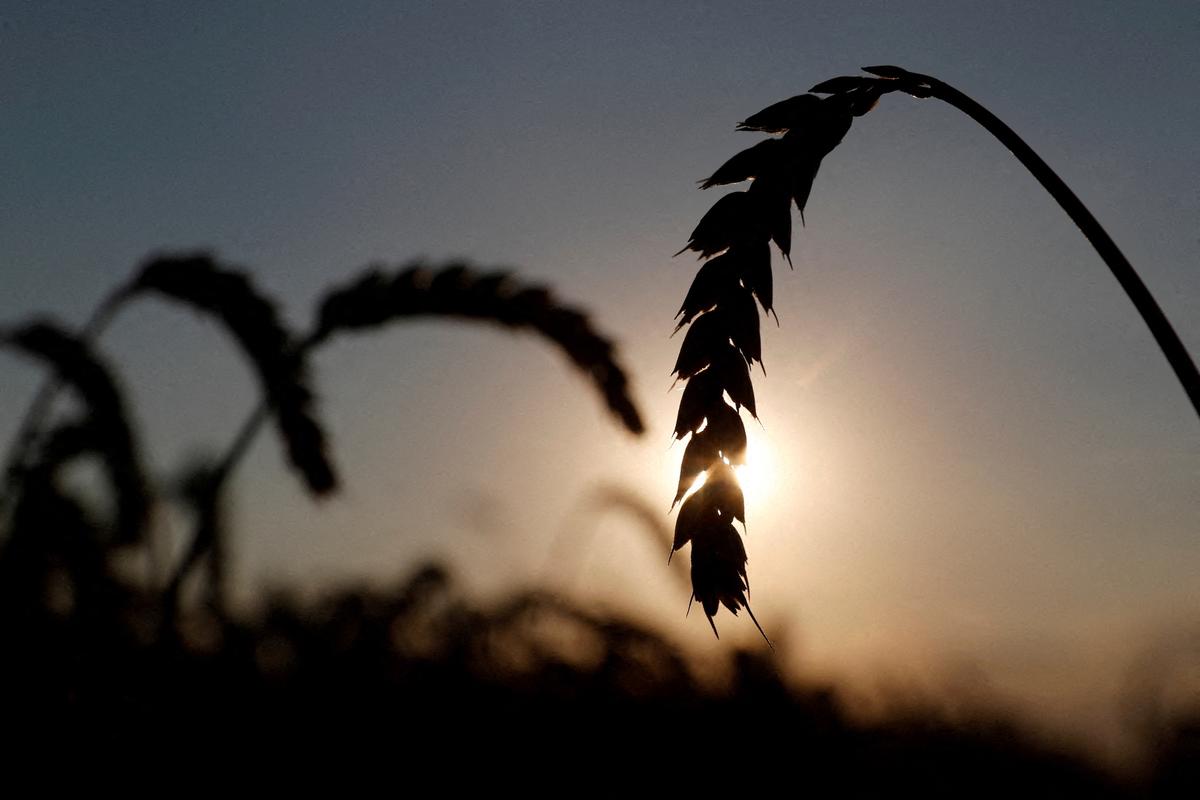Food Prices Dip in May, Cereal Output Set to Decline, UN Agency Says