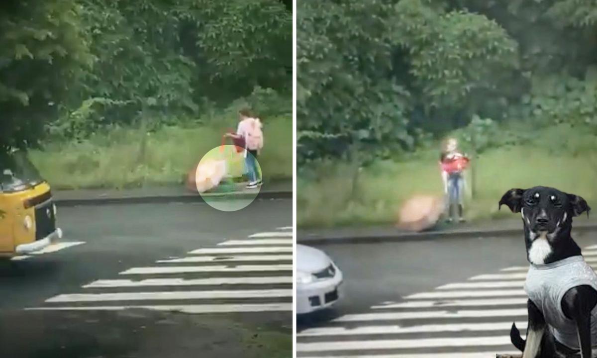 Touching VIDEO: 12-Year-Old Girl Sees Lost, Injured Puppy in the Rain, Takes Off Her Jacket to Rescue Her