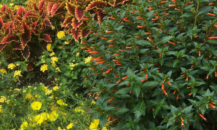 On Gardening: Ladybird Primroses Make Their Debut