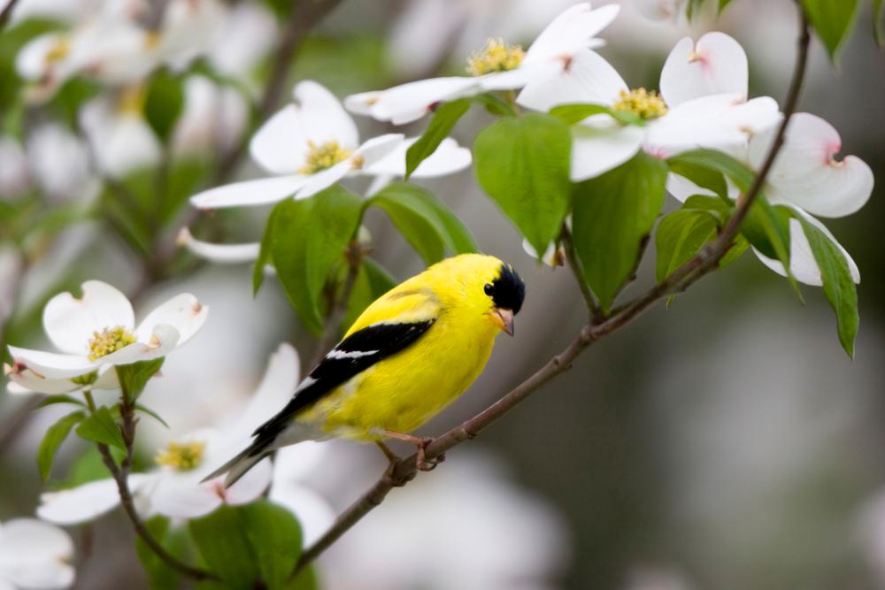 Make your garden a haven for local birds and other wildlife. (Danita Delimont/Shutterstock)