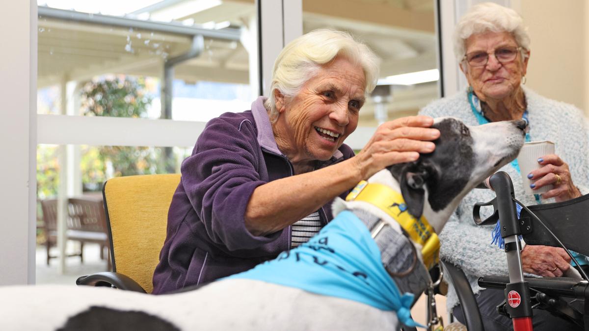 Rescued Dogs to Brighten up Australian Aged Care Homes