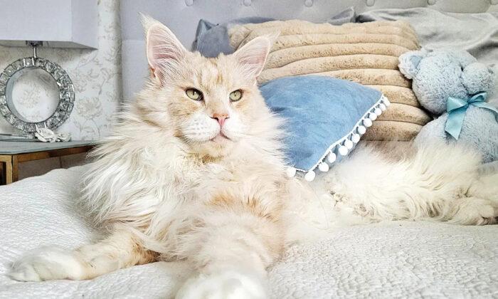 Meet ﻿Lotus, the Majestic 22-Pound Maine Coon Cat Who Is ‘Everything’ to His Owner