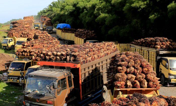 Indonesia to Cut Maximum Combined Palm Oil Export Tax and Levy: Trade Minister
