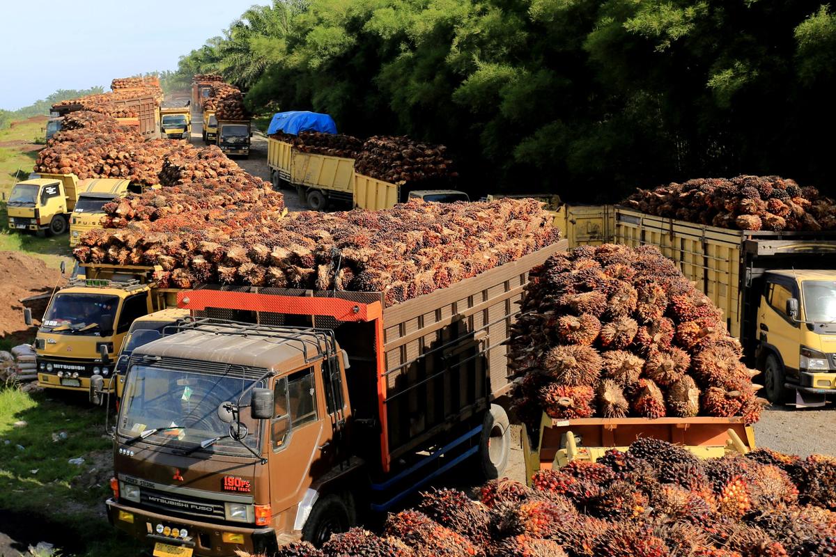 Indonesia to Cut Maximum Combined Palm Oil Export Tax and Levy: Trade Minister