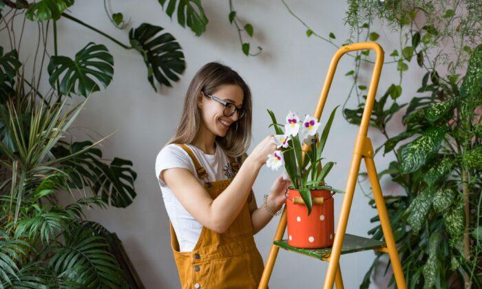 The Therapeutic Effects of Houseplants