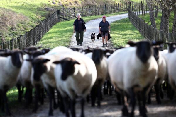 Farmers bring a flock of sheep in for drenching at Streamland Suffolks stud in Auckland, New Zealand, on May 9, 2020. (Fiona Goodall/Getty Images)