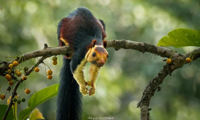 Wildlife Photographer Captures Incredible Images of Giant Multicolored Squirrels