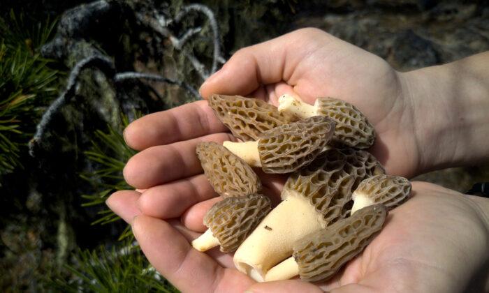 In Pursuit of the Phoenix of the Fungi World: Morels