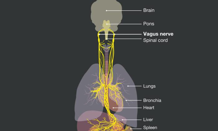 The Vagus Nerve Plays Several Critical Roles—Learn How to Tend to It
