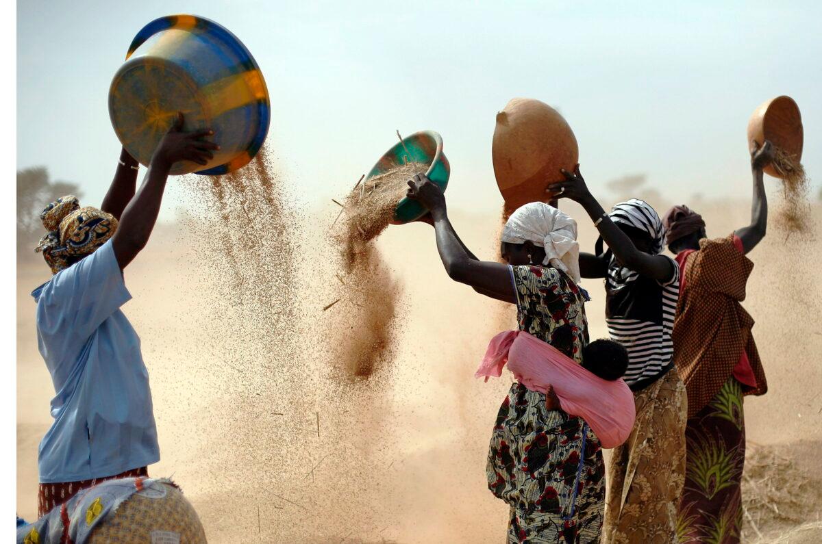 Malian women sift wheat in a field near Segou, central Mali, on Jan. 22, 2013. In 2022, families across Africa are paying about 45 percent more for wheat flour due to the Russia-Ukraine war. (Jerome Delay/AP Photo)