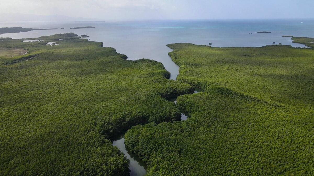  The mangroves of Guadeloupe, a French archipelago in the Caribbean, where the unusually large bacterium Thiomargarita magnifica was found, in an undated handout image. (Hugo Bret/U.S. Department of Energy's Lawrence Berkeley National Laboratory/Handout via Reuters)