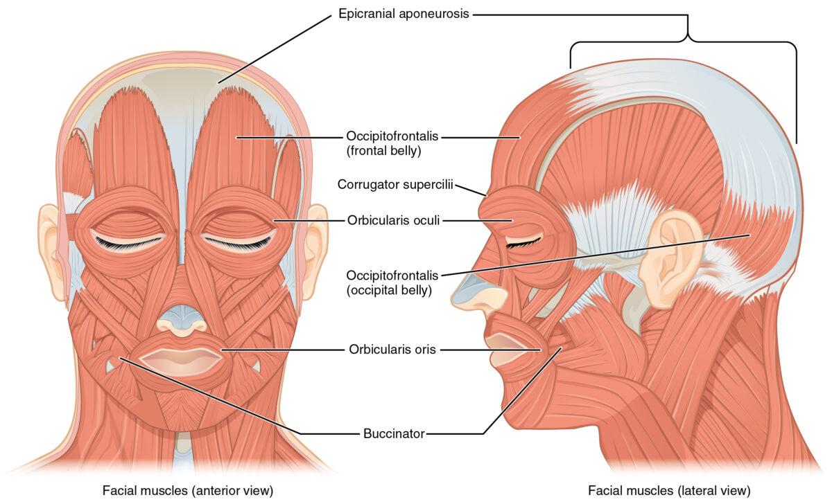 Front and side views of the muscles of facial expressions. (OpenStax/Wikimedia Commons/<a href="https://creativecommons.org/licenses/by-sa/4.0/">CC BY-SA 4.0</a>)
