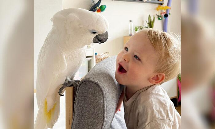VIDEO: Cockatoo Jealous of Owner’s Baby Son Finally Falls in Love, Now They Do Everything Together