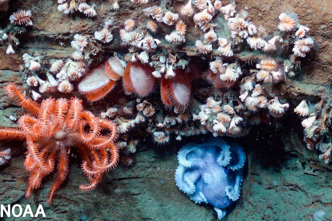 Biden Admin Announces Plan to Conserve Largest Underwater Canyon Along US Atlantic Coast