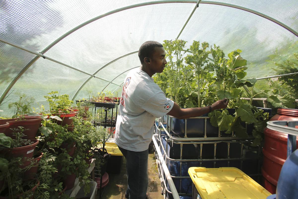 Hartford backyard farmer Travis Stewart checks his kale plants inside a greenhouse he built behind his home in the southend of Hartford. Stewart started with an egg that became a compact garden that produces eggs, vegatables, and fish to eat for his family and friends. (Michael McAndrews/Hartford Courant/TNS)
