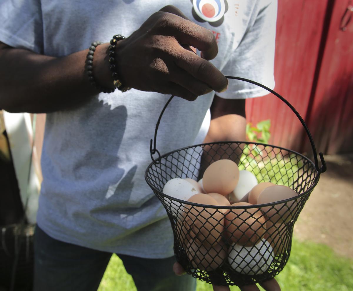 Travis Stewart holds a basket full of his daily harvest of eggs laid by his chickens he keeps in his backyard garden in the Southend of Hartford. (Michael McAndrews/Hartford Courant/TNS)