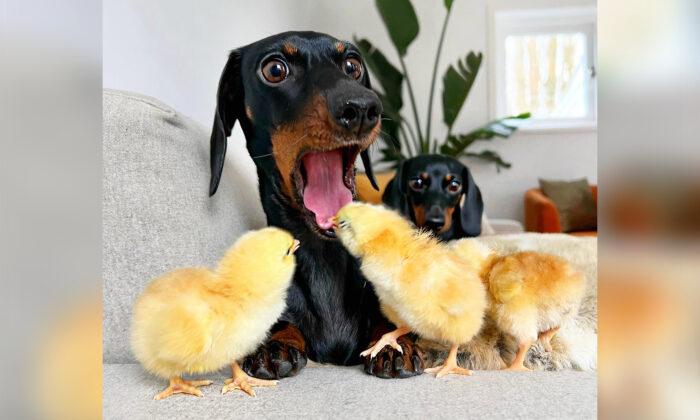 Hilarious Moment Shows Dachshund’s Priceless Reaction After Getting Bitten in the Tongue by a Chick﻿