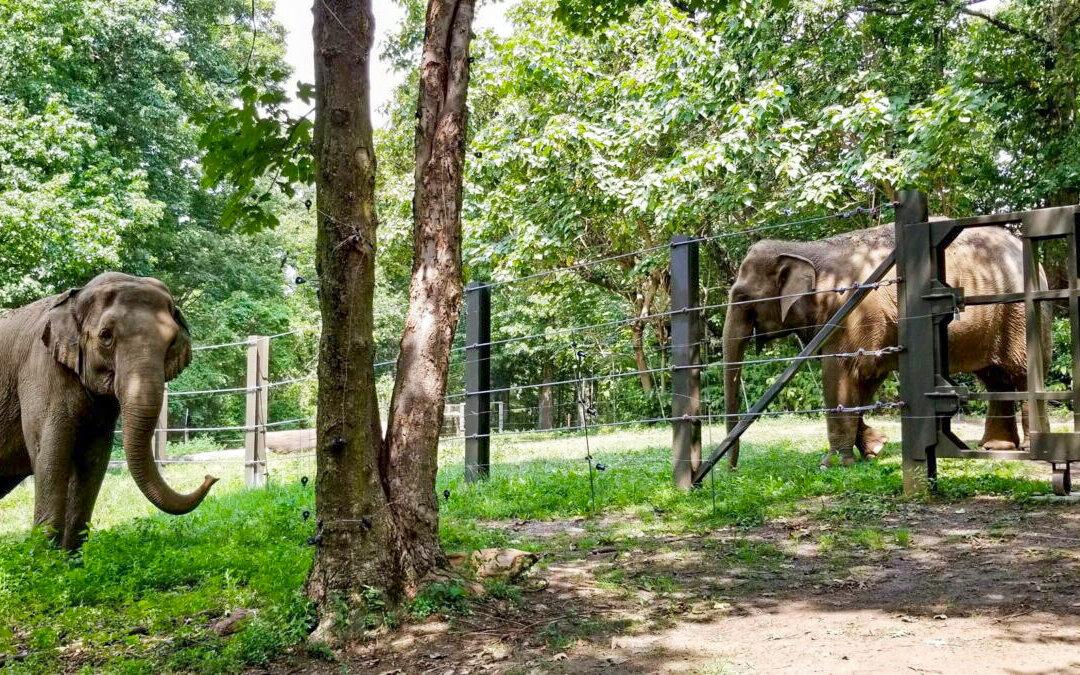 Happy the Elephant Is Denied Personhood, to Stay at Bronx Zoo